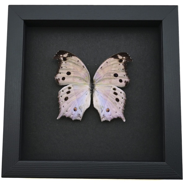 Salamis parhassus Mother Of Pearl Butterfly Moonlight Display Framed Taxidermy