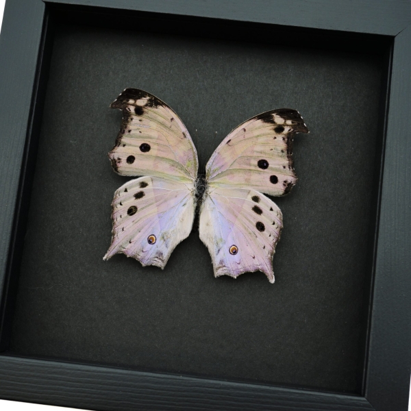 Salamis parhassus Mother Of Pearl Butterfly Moonlight Display Framed Taxidermy
