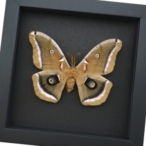 Antheraea polyphemus male Framed Moth Silkmoth Taxidermy Moonlight Display