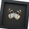 Apatura Mimathyma schrenckii Framed Aqua Blue Butterfly Moonlight Display