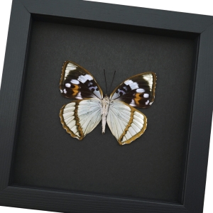 Apatura Mimathyma schrenckii Framed Aqua Blue Butterfly Moonlight Display
