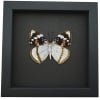 Apatura Mimathyma schrenckii Framed Aqua Blue Butterfly Moonlight Display