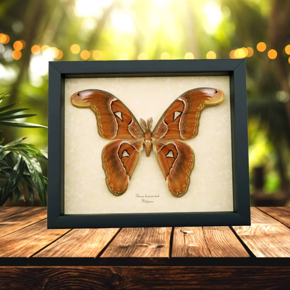 Attacus lorquinii Male Large Snake Head Moth Real Framed Taxidermy Display