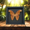 Snake Head Atlas Moth Attacus lorquinii Male Real Framed Taxidermy Moonlight Display