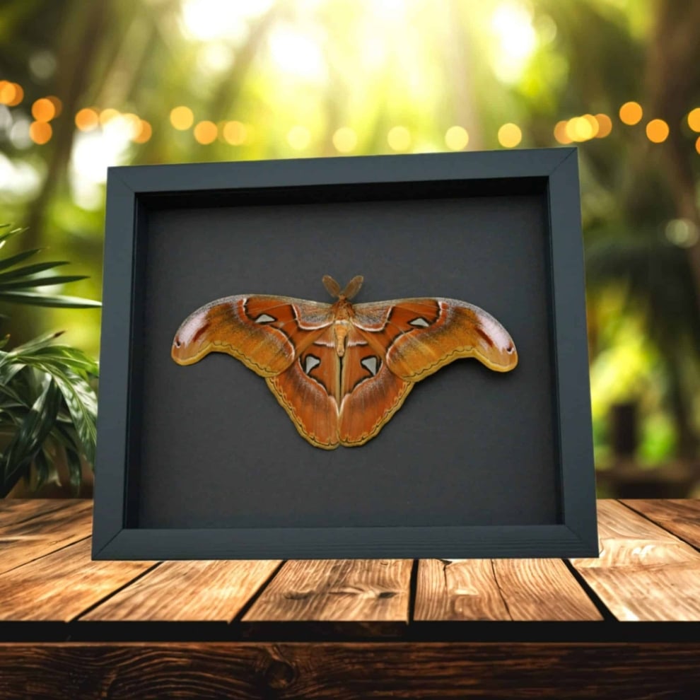 Attacus lorquinii Male Resting Snake Head Moth Real Framed Taxidermy Moonlight Display