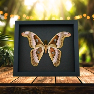 Snake Head Atlas Moth Attacus lorquinii Male Verso Large Real Framed Taxidermy Moonlight Display
