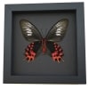 Atrophaneura semperi albofasciata Female Framed Taxidermy Butterfly Moonlight Display