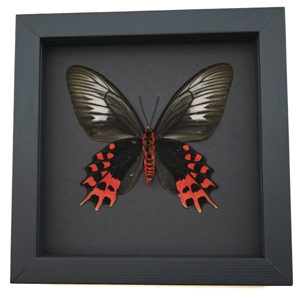 Atrophaneura semperi albofasciata Female Framed Taxidermy Butterfly Moonlight Display