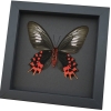 Atrophaneura semperi albofasciata Female XL Blood Red Vampire Butterfly Moonlight Display