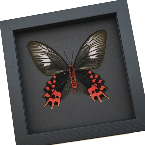 Atrophaneura semperi albofasciata Female XL Blood Red Vampire Butterfly Moonlight Display