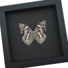 Baeotus deucalion White Flower Butterfly Framed Taxidermy Moonlight Display