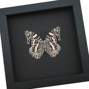 Baeotus deucalion White Flower Butterfly Framed Taxidermy Moonlight Display