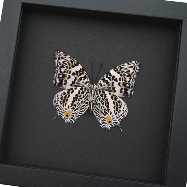 Baeotus deucalion White Flower Butterfly Framed Taxidermy Moonlight Display