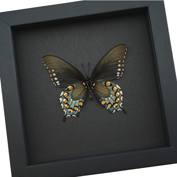 Battus philenor Verso Pipevine Swallowtail Butterfly Moonlight Display Framed Taxidermy