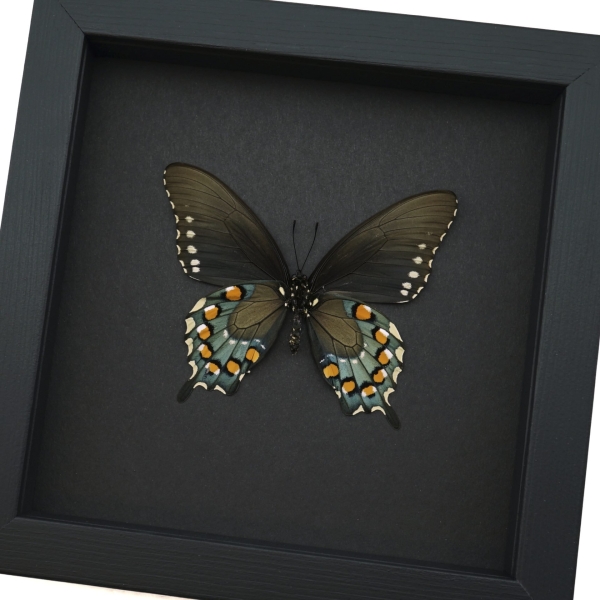 Battus philenor Verso Pipevine Swallowtail Butterfly Moonlight Display Framed Taxidermy