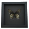 Battus philenor Verso Pipevine Swallowtail Butterfly Moonlight Display Framed Taxidermy