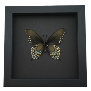 Battus philenor Verso Pipevine Swallowtail Butterfly Moonlight Display Framed Taxidermy