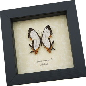 Cyrestis nivea nivalis Butterfly Straight line Map Wing Real Framed Taxidermy Display