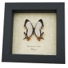 Cyrestis nivea nivalis Butterfly Straight line Map Wing Real Framed Taxidermy Display