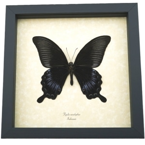 Black Butterfly Papilio Ascalaphus Verso Giant Swallowtail Framed Taxidermy Display