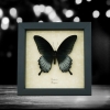Papilio Lowi Male Framed Black Swallowtail Butterfly Taxidermy Display