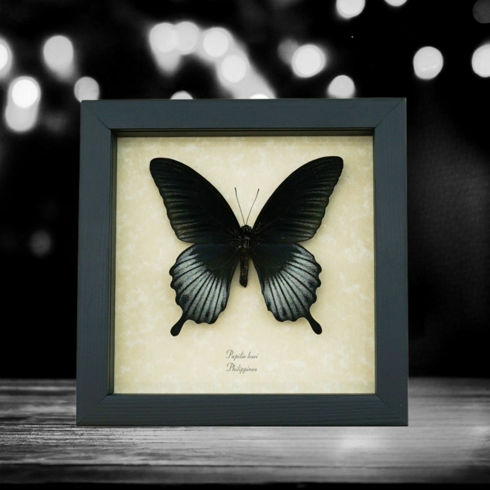 Papilio Lowi Male Framed Black Swallowtail Butterfly Taxidermy Display