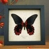 Papilio rumanzovia female verso Scarlet Mormon Framed Butterfly Taxidermy Display