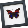 Prepona praeneste Purple Red Butterfly Framed Taxidermy Classic Black Display