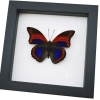 Prepona praeneste Purple Red Butterfly Framed Taxidermy Classic Black Display