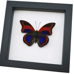 Prepona praeneste Purple Red Butterfly Framed Taxidermy Classic Black Display