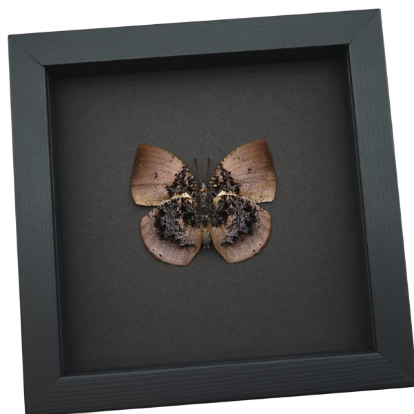 Vibrant Dead Leaf Mimic Butterfly Anaea anna verso Rare Framed Taxidermy Display ooak