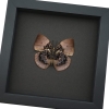 Vibrant Dead Leaf Mimic Butterfly Anaea anna verso Rare Framed Taxidermy Display ooak