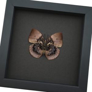 Vibrant Dead Leaf Mimic Butterfly Anaea anna verso Rare Framed Taxidermy Display ooak