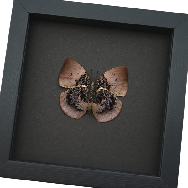 Vibrant Dead Leaf Mimic Butterfly Anaea anna verso Rare Framed Taxidermy Display ooak