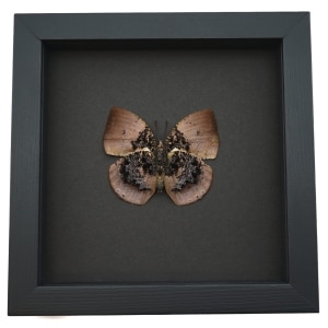 Vibrant Dead Leaf Mimic Butterfly Anaea anna verso Rare Framed Taxidermy Display ooak
