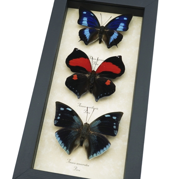 Anaea Butterfly Collection Blue Red Butterflies Framed Taxidermy Display