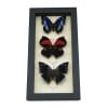 Anaea Butterfly Collection Blue Red Butterflies Framed Taxidermy Display
