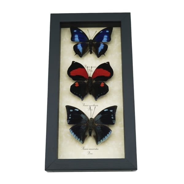Anaea Butterfly Collection Blue Red Butterflies Framed Taxidermy Display