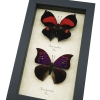 Anaea Tyrianthina Marthesia Butterflies Set Real Framed Butterfly Taxidermy Display