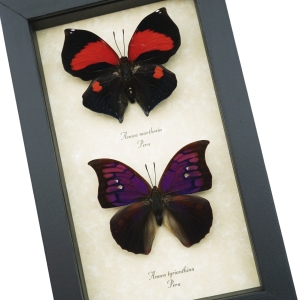 Anaea Tyrianthina Marthesia Butterflies Set Real Framed Butterfly Taxidermy Display