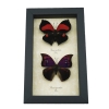 Anaea Tyrianthina Marthesia Butterflies Set Real Framed Butterfly Taxidermy Display