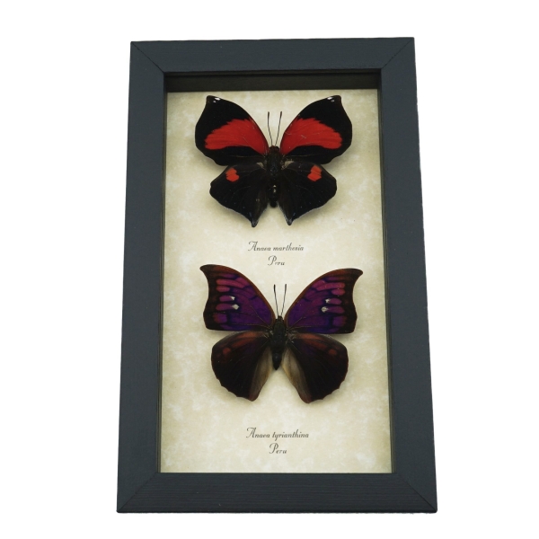 Anaea Tyrianthina Marthesia Butterflies Set Real Framed Butterfly Taxidermy Display