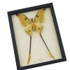 Giant Comet Moth XL Argema Mittrei Male Framed Madagascar Moon Moth