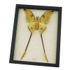 Giant Comet Moth XL Argema Mittrei Male Framed Madagascar Moon Moth