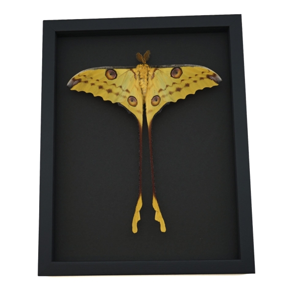 Resting Comet Moth Argema Mittrei Male Framed Taxidermy Moonlight Display