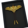 Resting Comet Moth Argema Mittrei Male Framed Taxidermy Moonlight Display