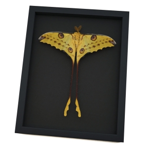 Resting Comet Moth Argema Mittrei Male Framed Taxidermy Moonlight Display