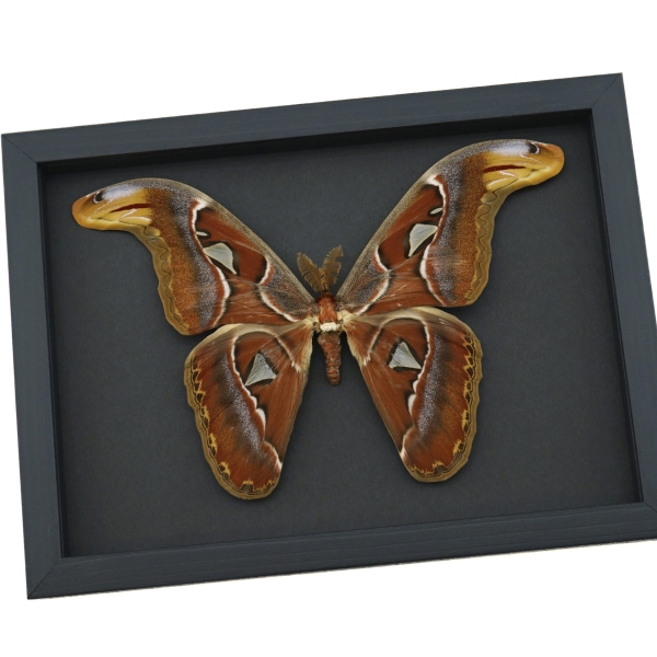 Real Framed Atlas Moth Attacus Atlas Male XL Taxidermy Moonlight Display