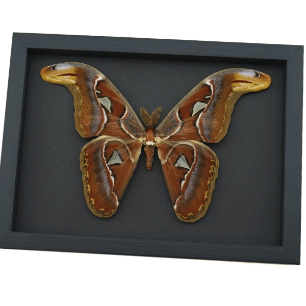 Real Framed Atlas Moth Attacus Atlas Male XL Taxidermy Moonlight Display