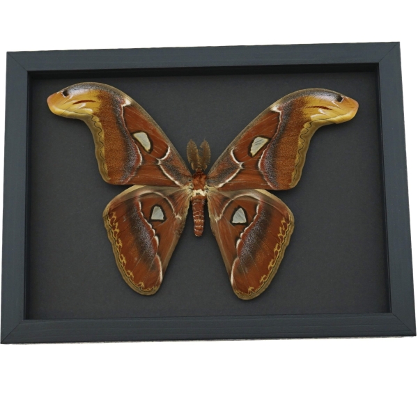 Attacus Atlas Male Moth large Snake Head Moth Framed Taxidermy Moonlight Display